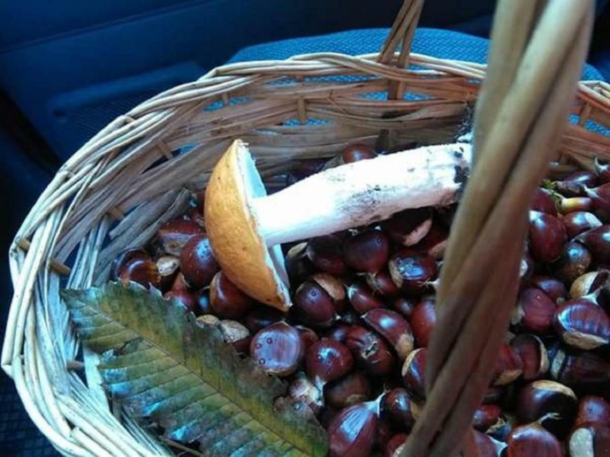 B&B Tulipano Crone Eksteriør bilde