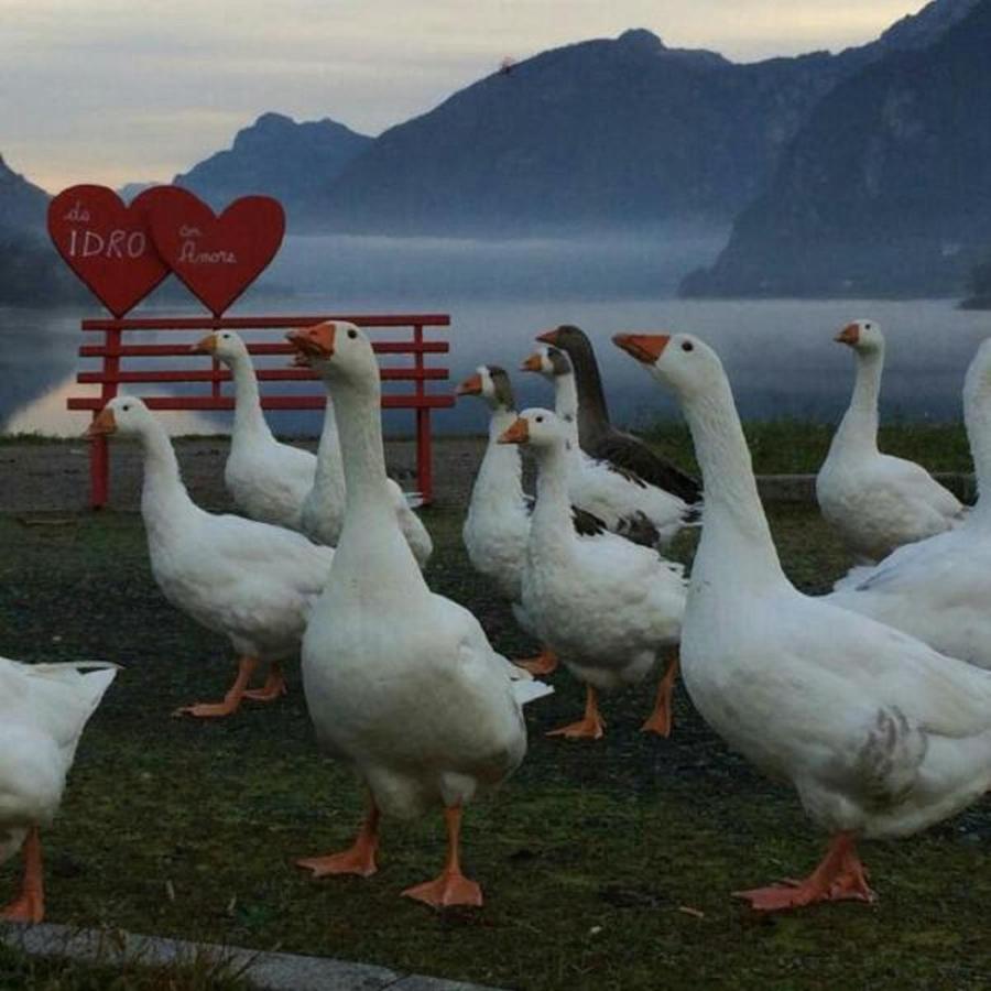 B&B Tulipano Crone Eksteriør bilde